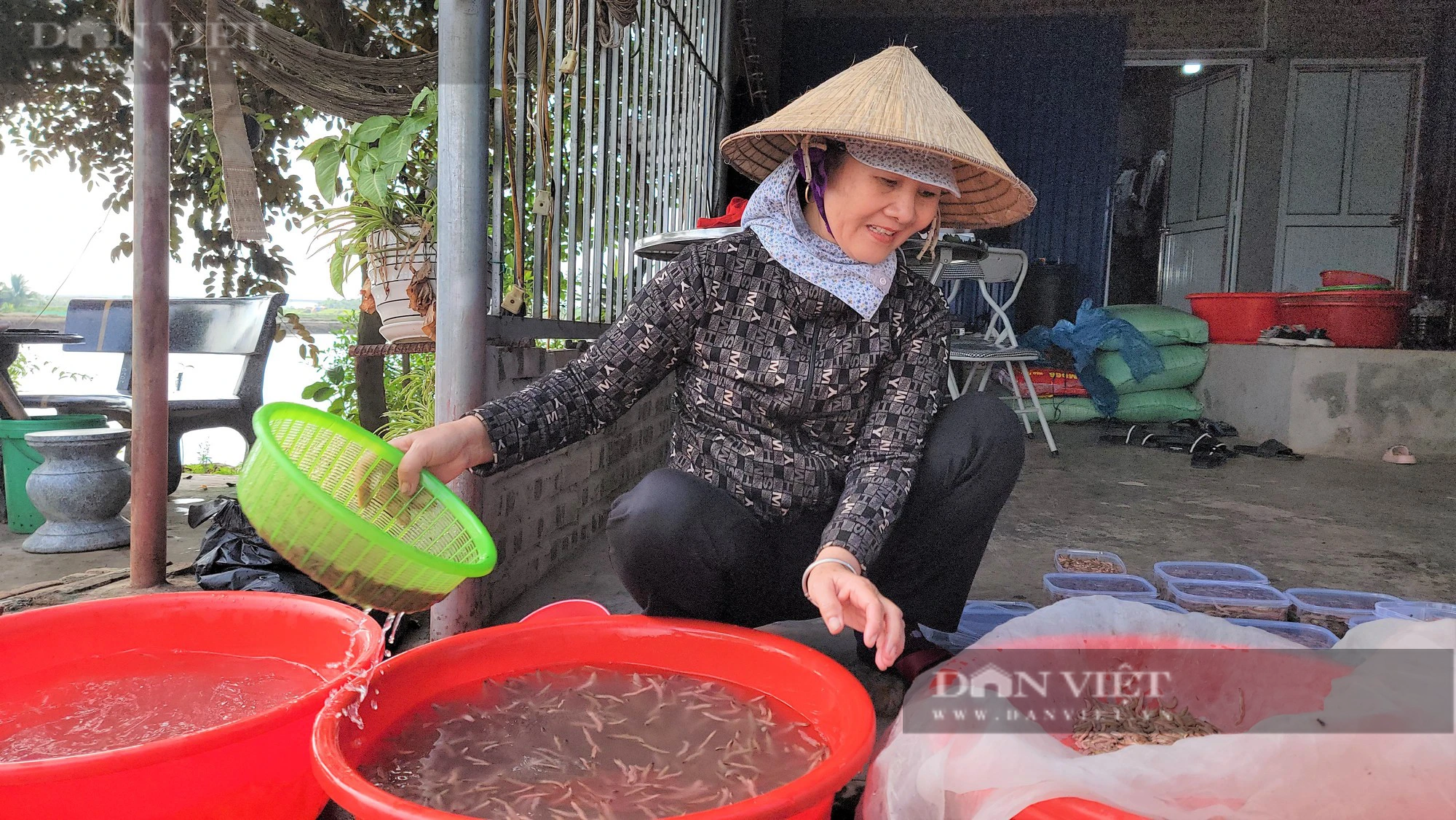 Vì sao đổ ngô, đậu tương xuống ao, nông dân Vĩnh Lập ở Thanh Hà - Hải Dương lại thu tiền tỷ từ con rươi? - Ảnh 5.