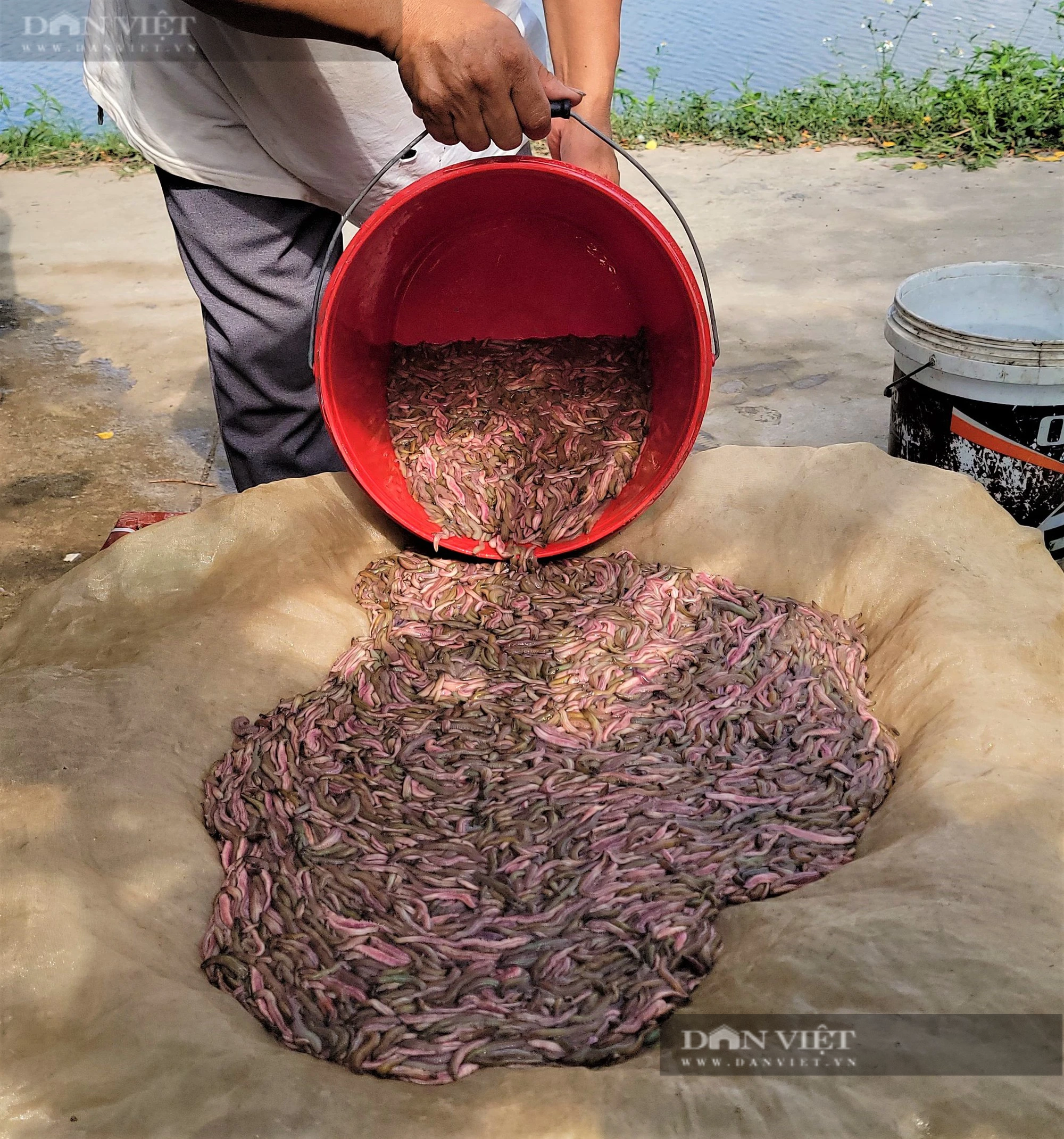 Vì sao đổ ngô, đậu tương xuống ao, nông dân Vĩnh Lập ở Thanh Hà - Hải Dương lại thu tiền tỷ từ con rươi? - Ảnh 11.