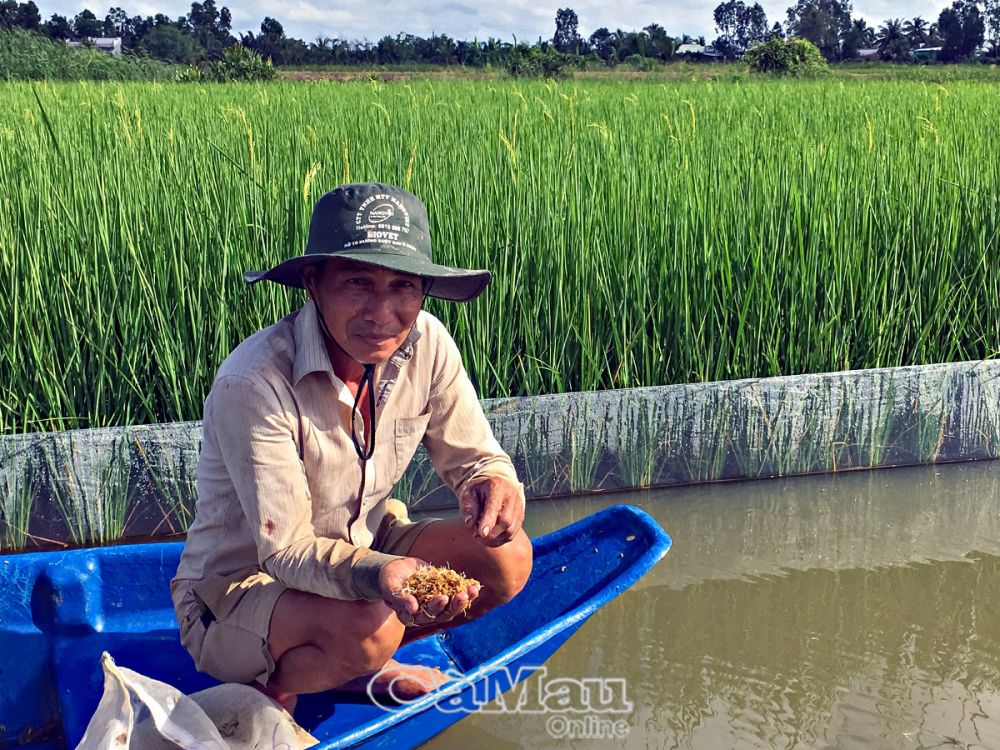 Chuyện lạ lần đầu nghe ở Cà Mau, ủ lúa mọc mộng cho tôm sú, tôm càng xanh, thấy tôm khỏe đẹp hẳn ra - Ảnh 1.