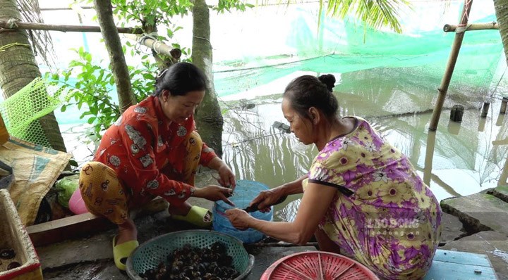 Trên dòng sông Cái ở Kiên Giang có một nông dân nuôi cá lóc trong vèo, 25 năm rồi, năm nào cũng lãi - Ảnh 1.