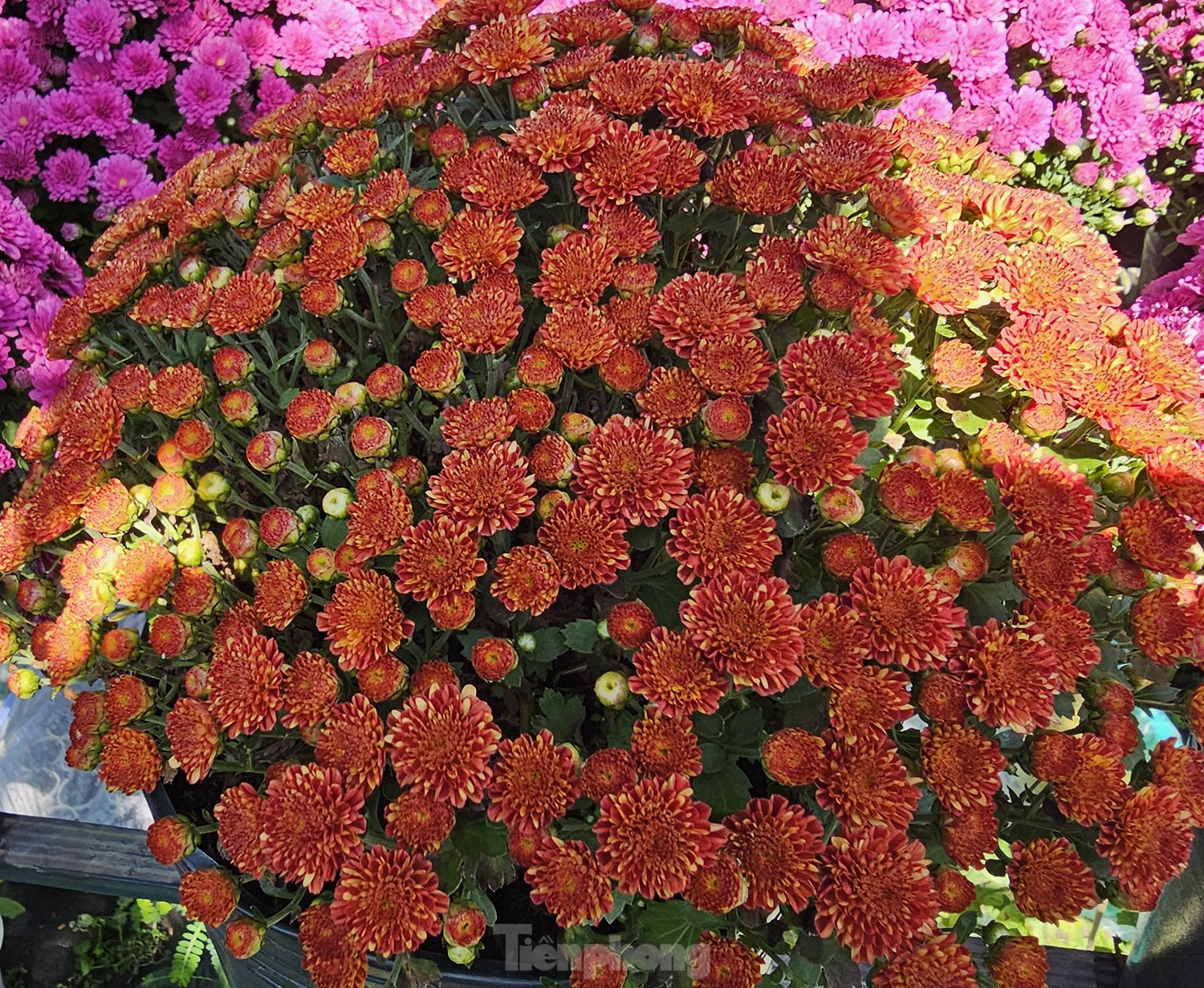 Cúc ngũ sắc lần đầu xuất hiện ở làng hoa lớn nhất miền Tây - Ảnh 6.