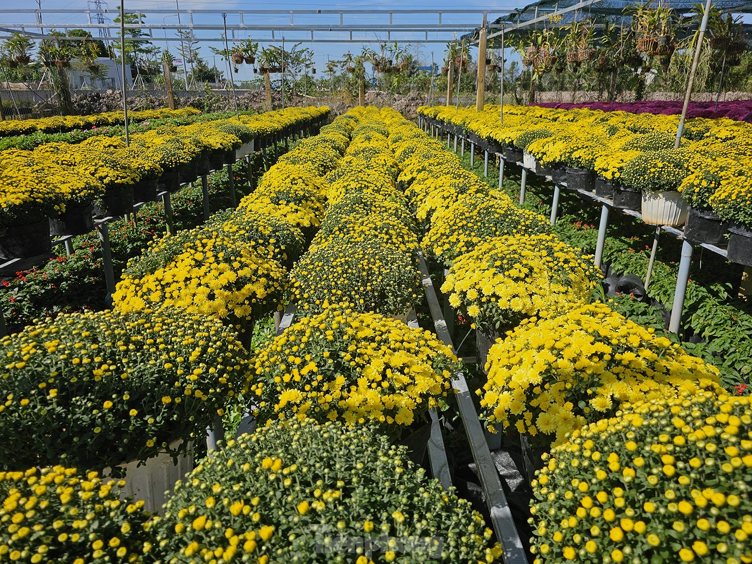 Cúc ngũ sắc lần đầu xuất hiện ở làng hoa lớn nhất miền Tây - Ảnh 11.