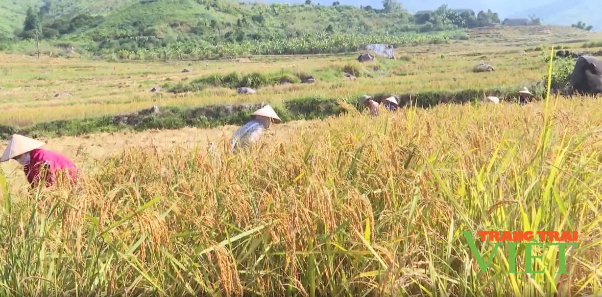 Lai Châu: Nông dân xã Bản Lang chung tay bảo vệ môi trường - Ảnh 1.
