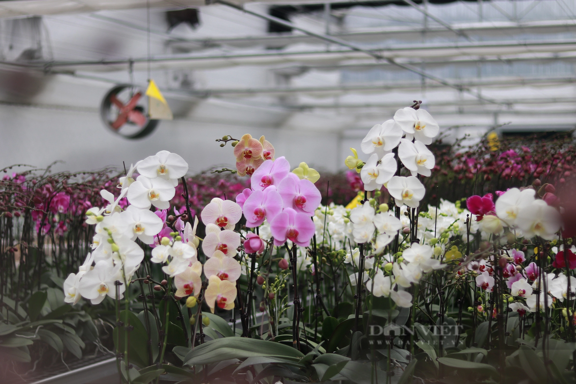 Khám phá mô hình trồng hoa lan hồ điệp ở Hà Tĩnh có doanh thu 8 tỷ đồng/năm - Ảnh 4.