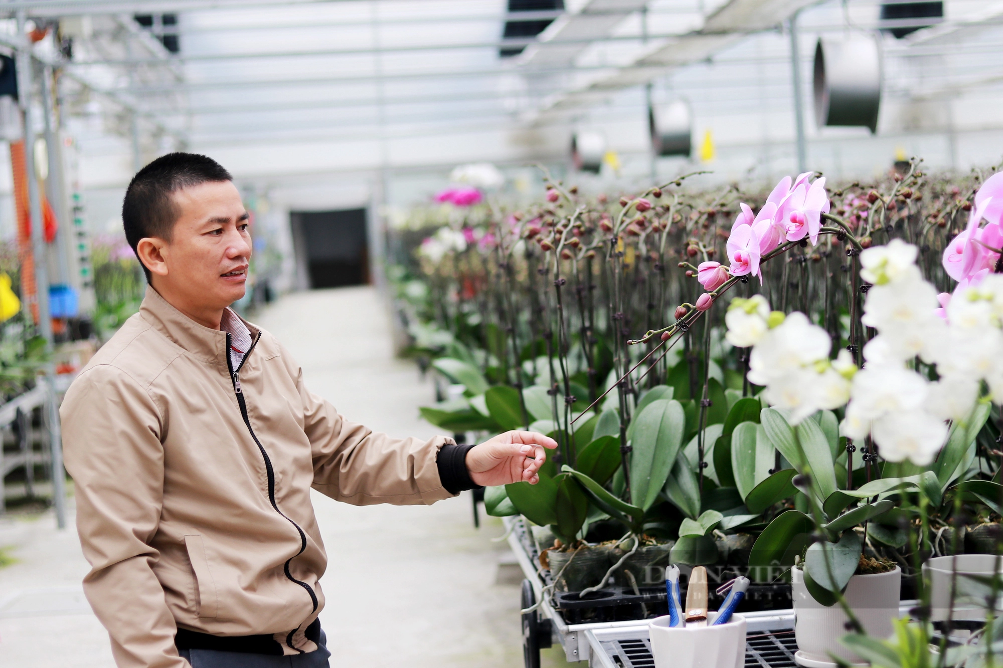 Khám phá mô hình trồng hoa lan hồ điệp ở Hà Tĩnh có doanh thu 8 tỷ đồng/năm - Ảnh 2.