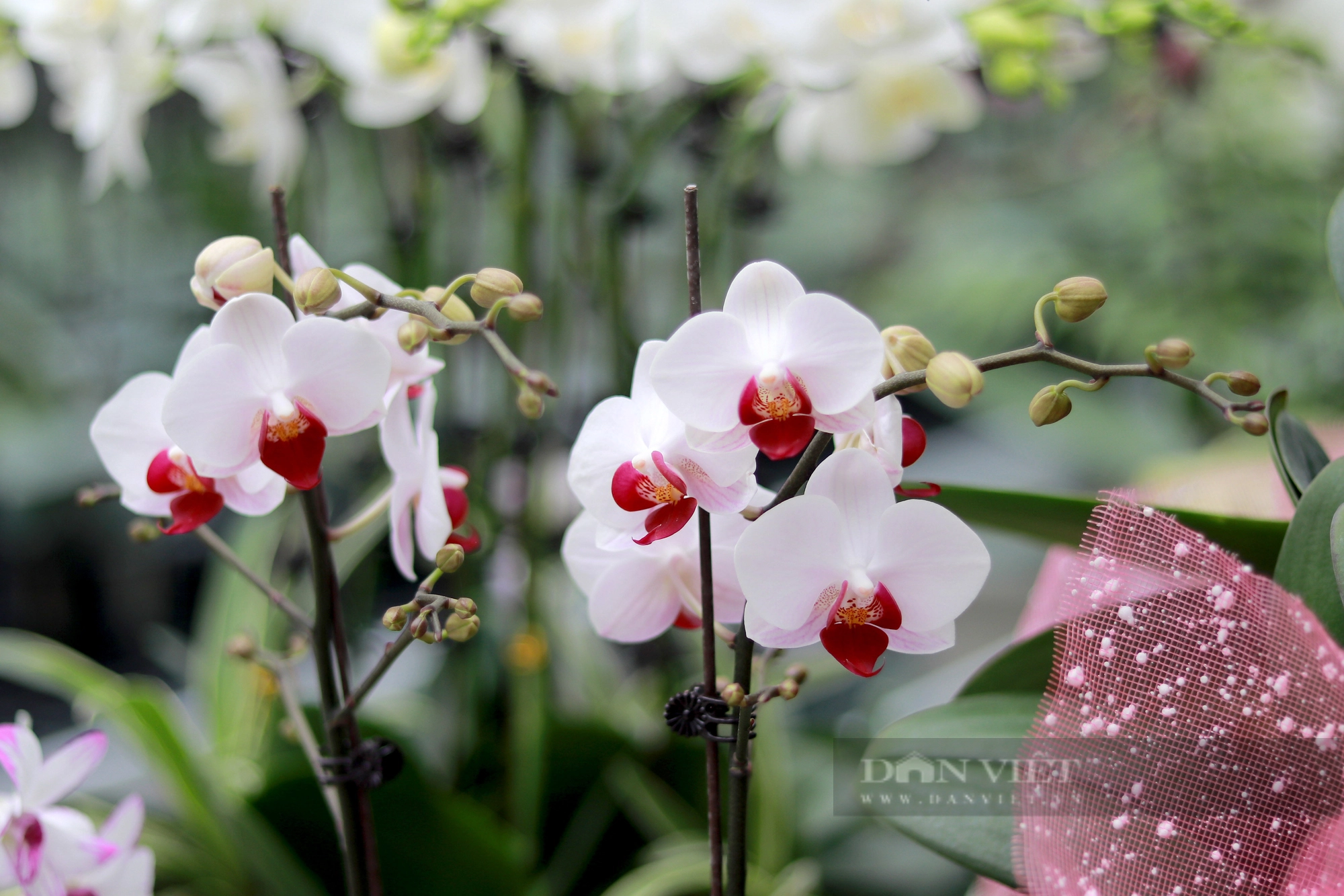 Khám phá mô hình trồng hoa lan hồ điệp ở Hà Tĩnh có doanh thu 8 tỷ đồng/năm - Ảnh 12.