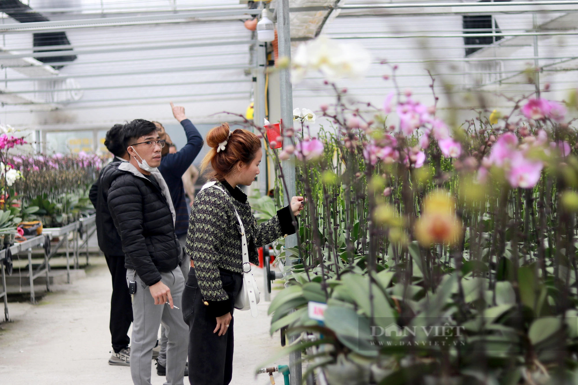 Khám phá mô hình trồng hoa lan hồ điệp ở Hà Tĩnh có doanh thu 8 tỷ đồng/năm - Ảnh 5.