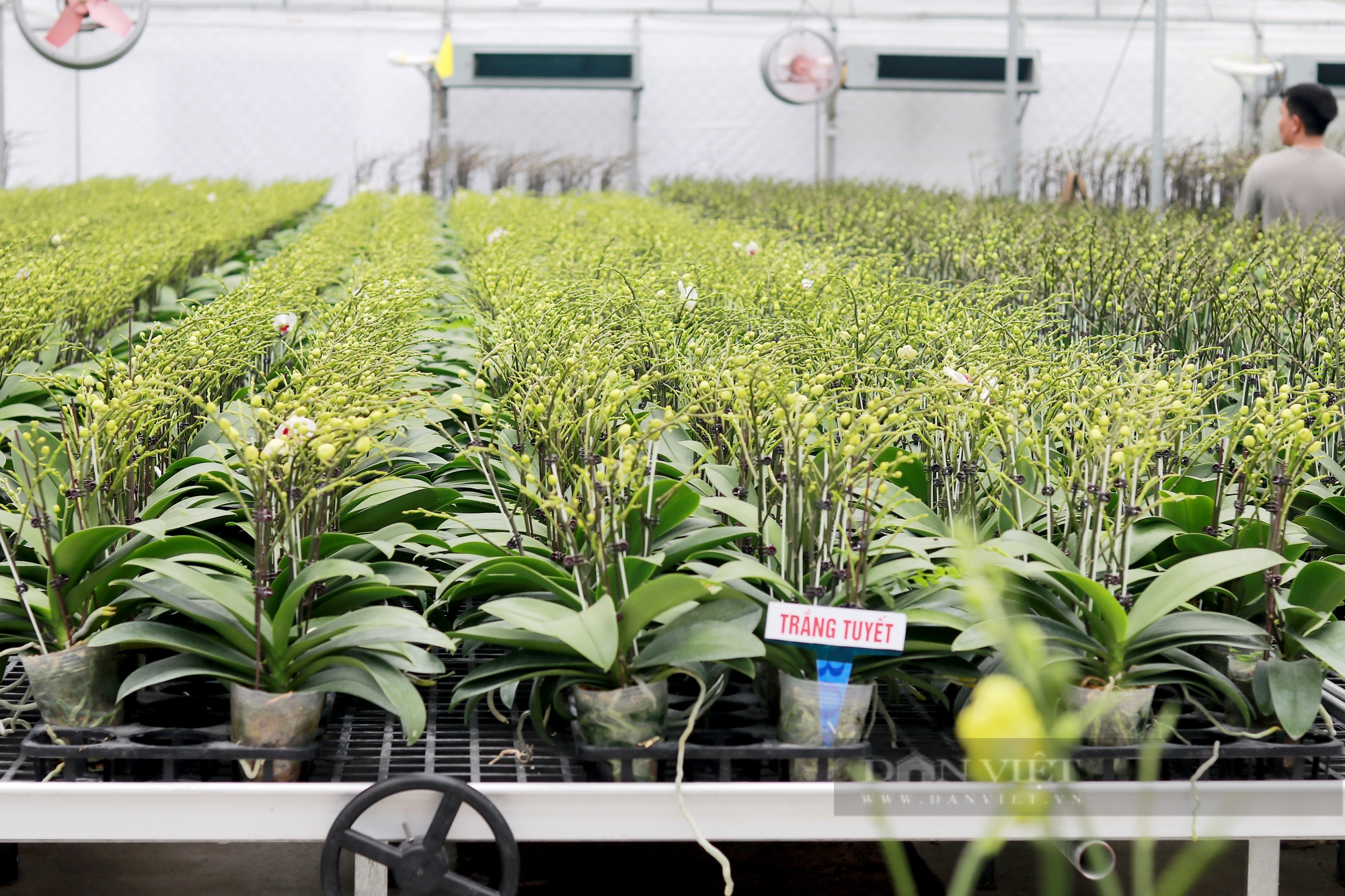 Khám phá mô hình trồng hoa lan hồ điệp ở Hà Tĩnh có doanh thu 8 tỷ đồng/năm - Ảnh 16.