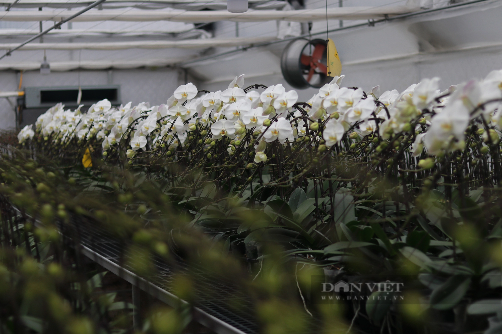 Khám phá mô hình trồng hoa lan hồ điệp ở Hà Tĩnh có doanh thu 8 tỷ đồng/năm - Ảnh 17.