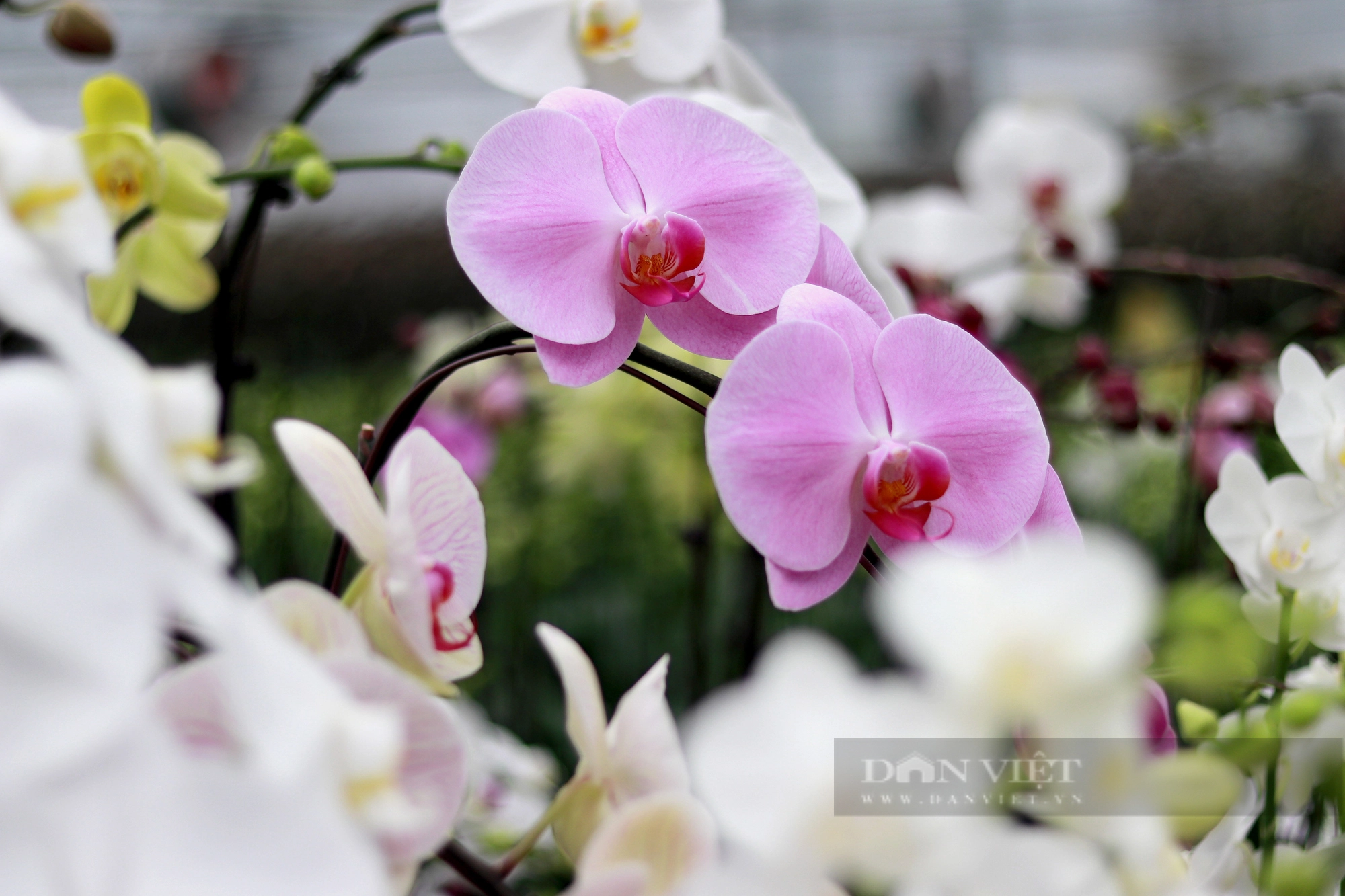 Khám phá mô hình trồng hoa lan hồ điệp ở Hà Tĩnh có doanh thu 8 tỷ đồng/năm - Ảnh 23.