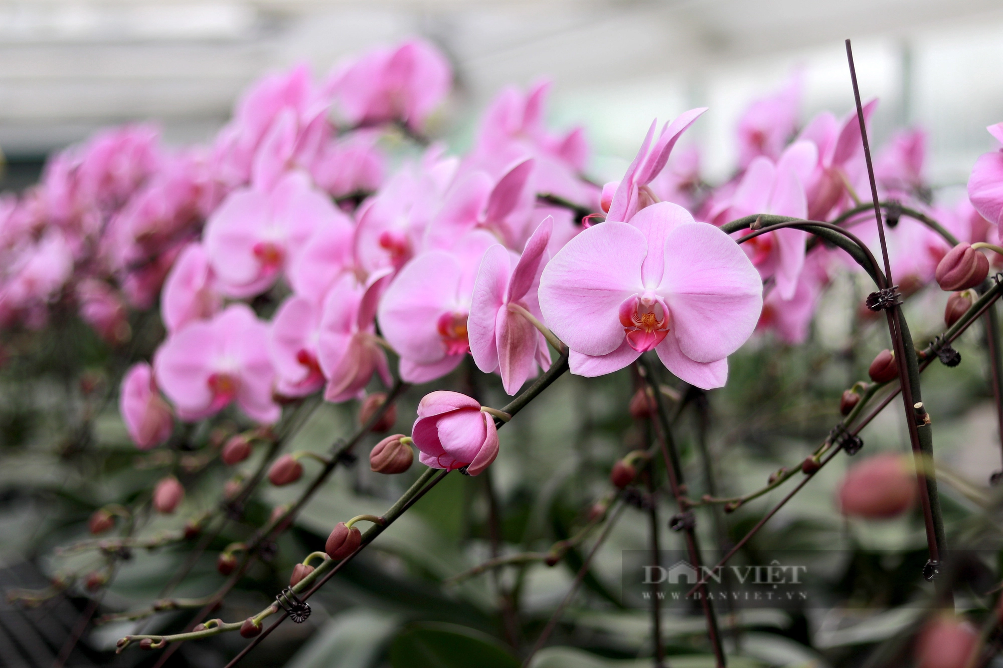 Khám phá mô hình trồng hoa lan hồ điệp ở Hà Tĩnh có doanh thu 8 tỷ đồng/năm - Ảnh 24.