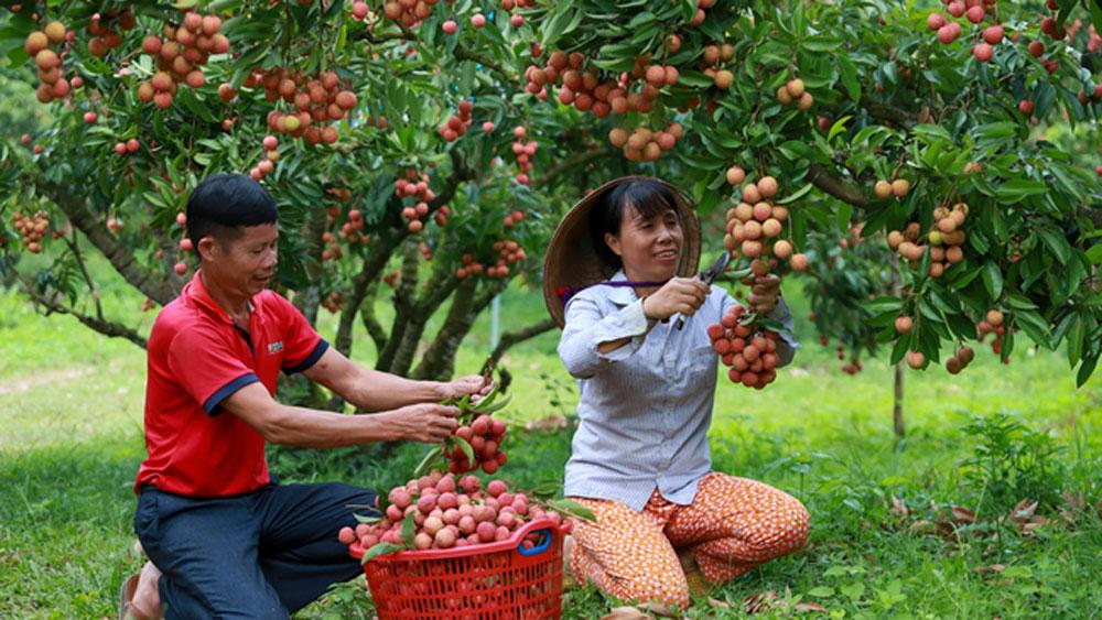 Bắc Giang: Phát triển du lịch nông nghiệp, nông thôn gắn với xây dựng nông thôn mới - Ảnh 4.