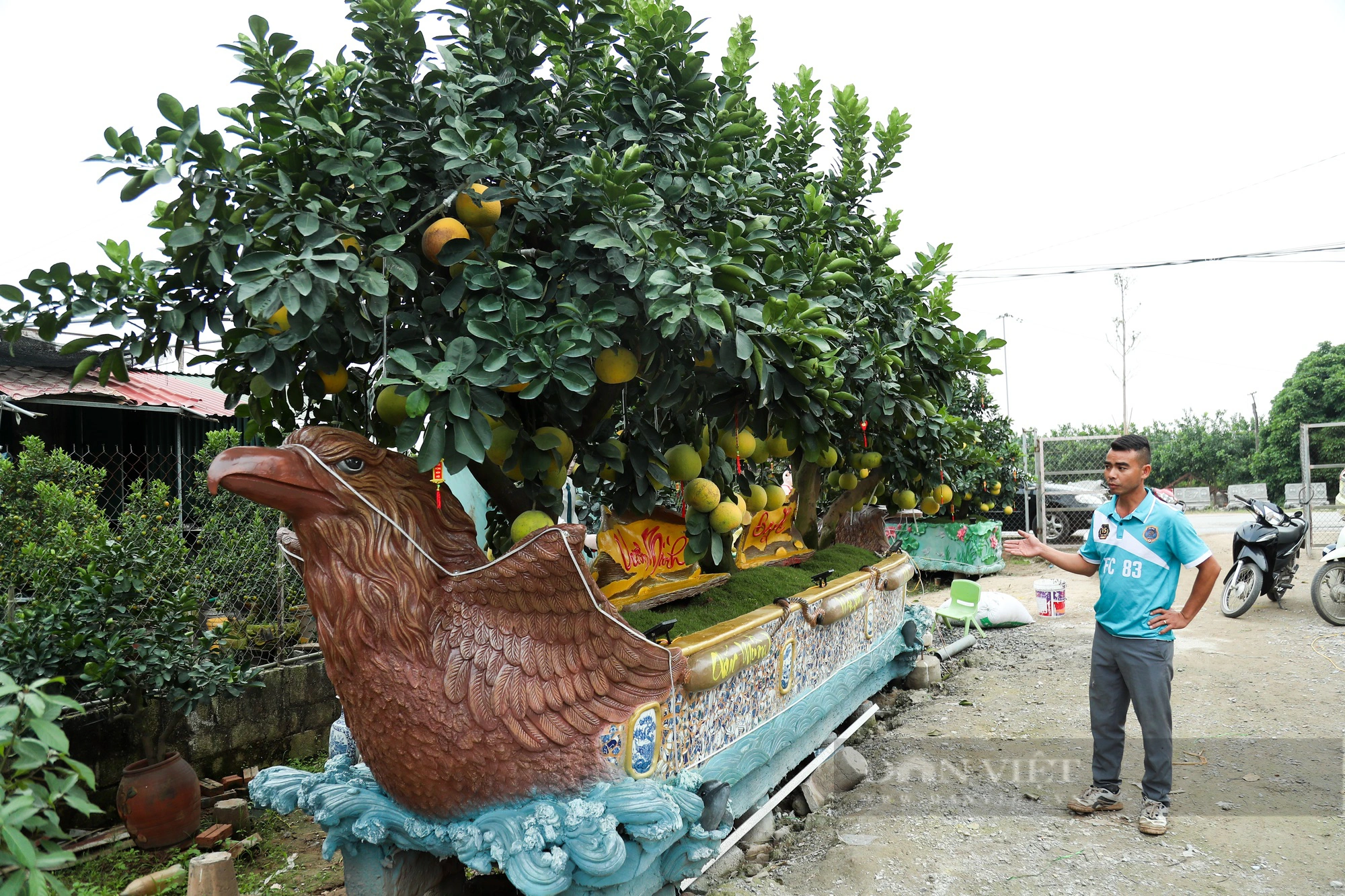 Cận cảnh những chậu bưởi có giá trị lên đến hàng trăm triệu đồng ở Hưng Yên - Ảnh 7.