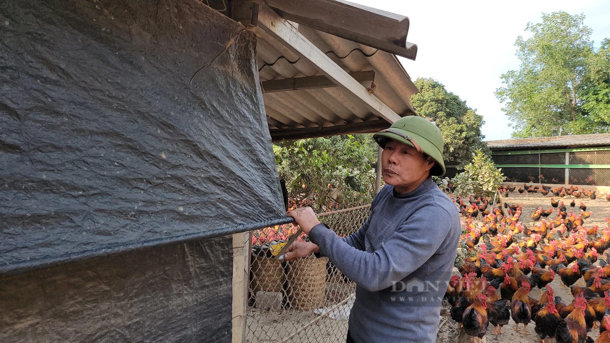 Ông nông dân ở Hải Dương có bí quyết &quot;đúc&quot; gà Tết đẹp như tranh vẽ, vạn con như một, ai nhìn cũng mê - Ảnh 5.