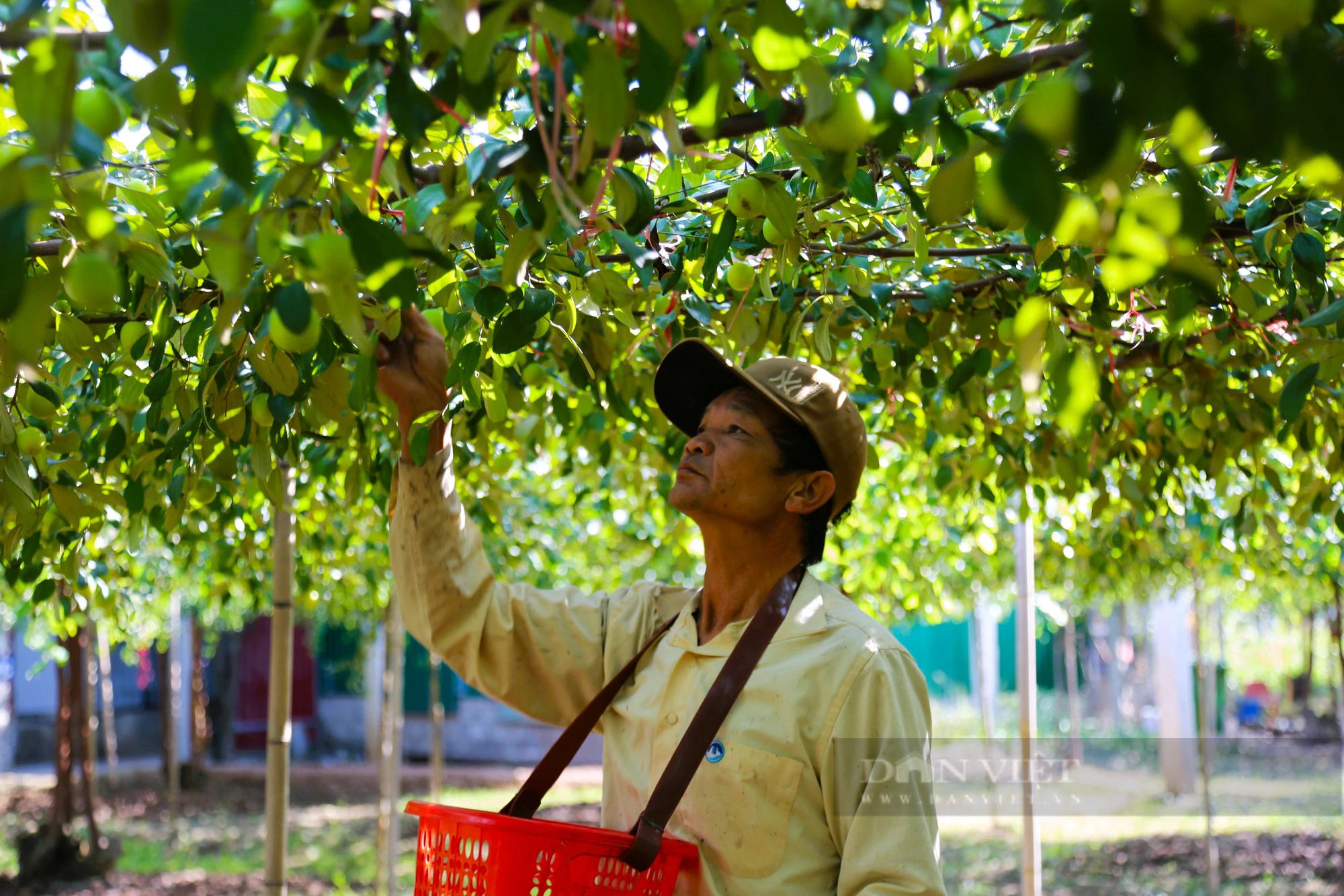 Loại quả &quot;bình dân&quot; trồng trên đất muối, nổi tiếng “ngọt như đường cát, mát như đường phèn” - Ảnh 10.