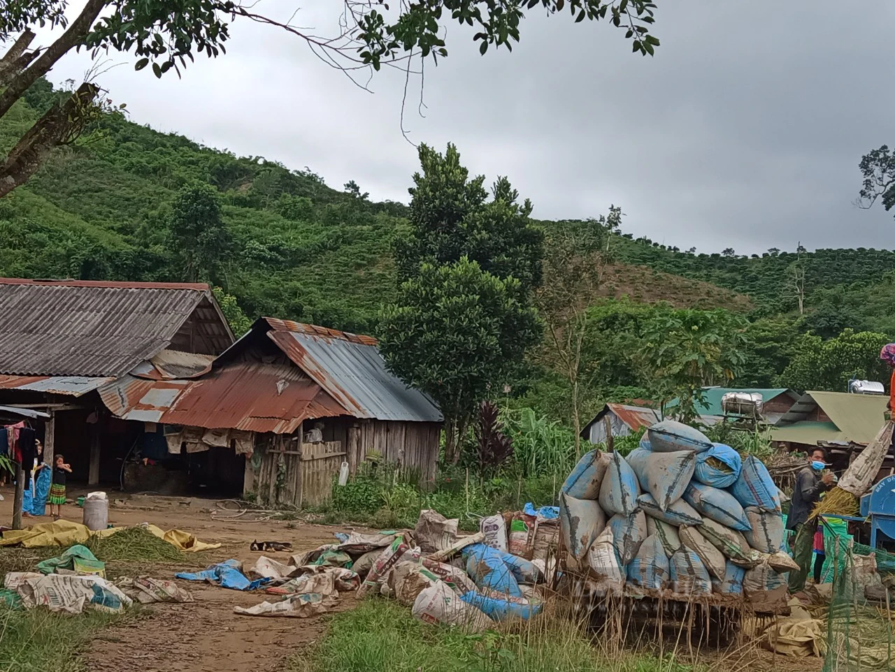 Vào "điểm nóng" di cư tự do ở Tây Nguyên (Kỳ 3): Nơi dân di cư tự do mong sớm được bố trí, ổn định- Ảnh 4.