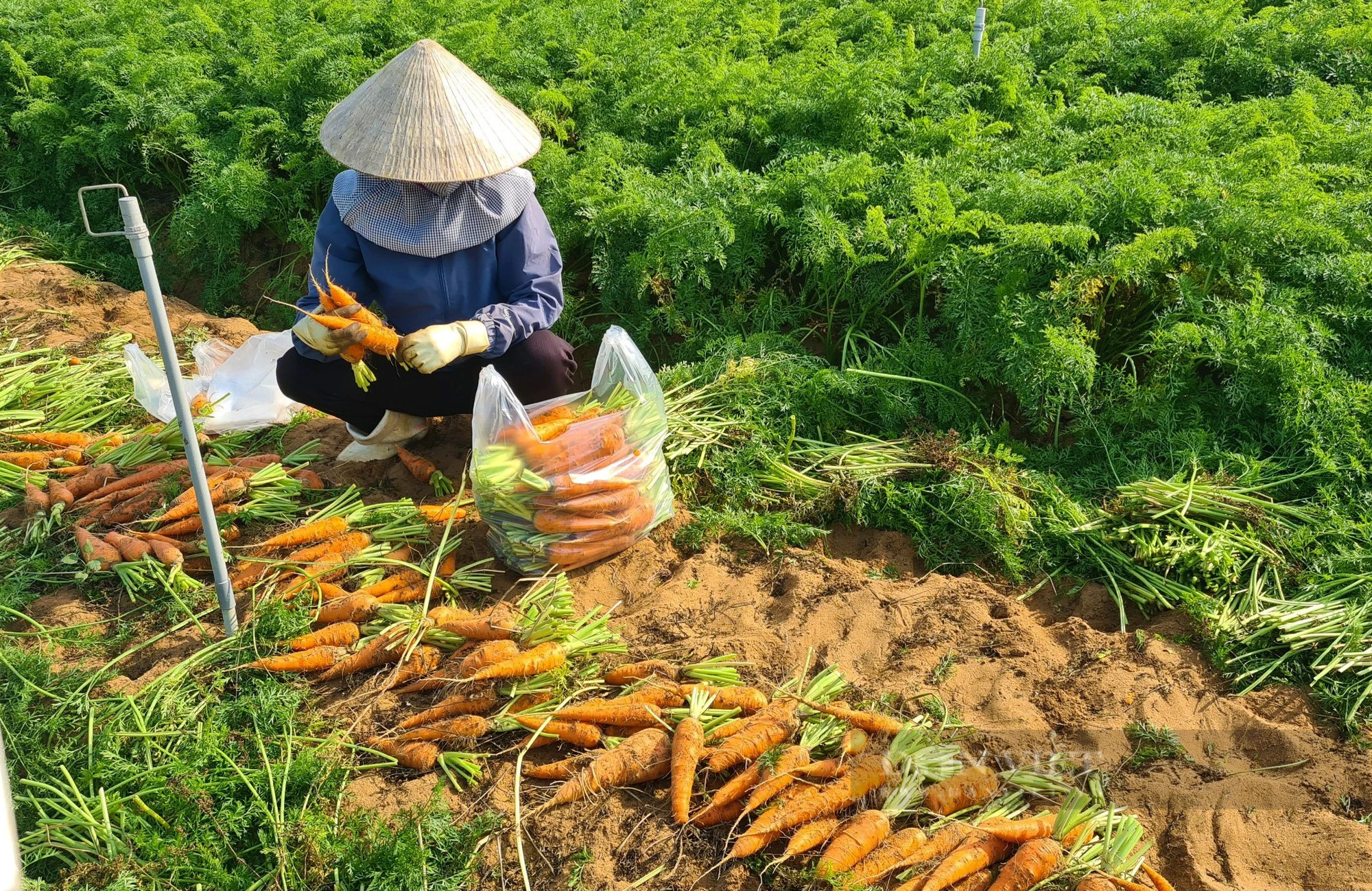 Cà rốt trồng trái vụ mà vẫn xanh mướt, dân nhổ lên củ nào cũng to bự, lại bán được giá tốt  - Ảnh 3.