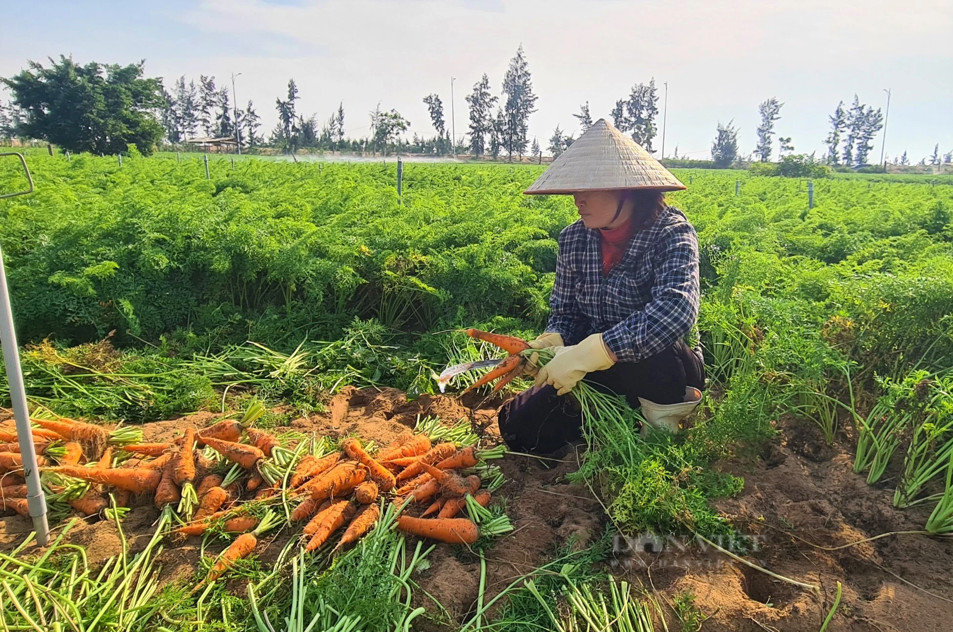 Cà rốt trồng trái vụ mà vẫn xanh mướt, dân nhổ lên củ nào cũng to bự, lại bán được giá tốt  - Ảnh 6.