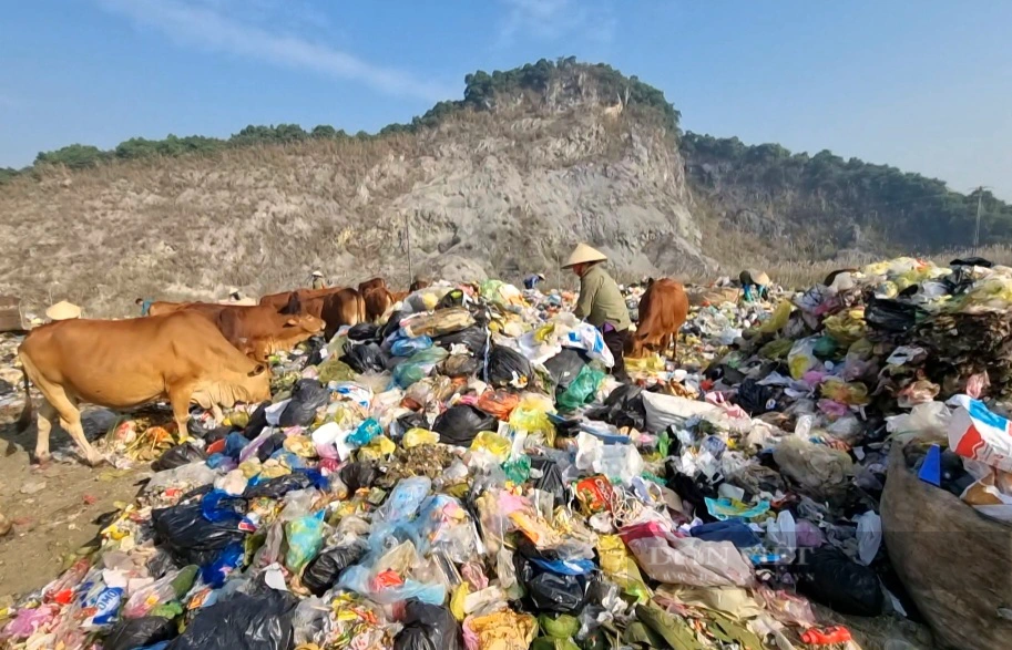 Chuyện lạ Ninh Bình: Hàng chục con bò chăn thả trong bãi rác lớn nhất tỉnh - Ảnh 2.