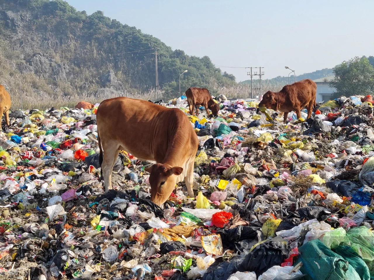 Chuyện lạ Ninh Bình: Hàng chục con bò chăn thả trong bãi rác lớn nhất tỉnh - Ảnh 3.