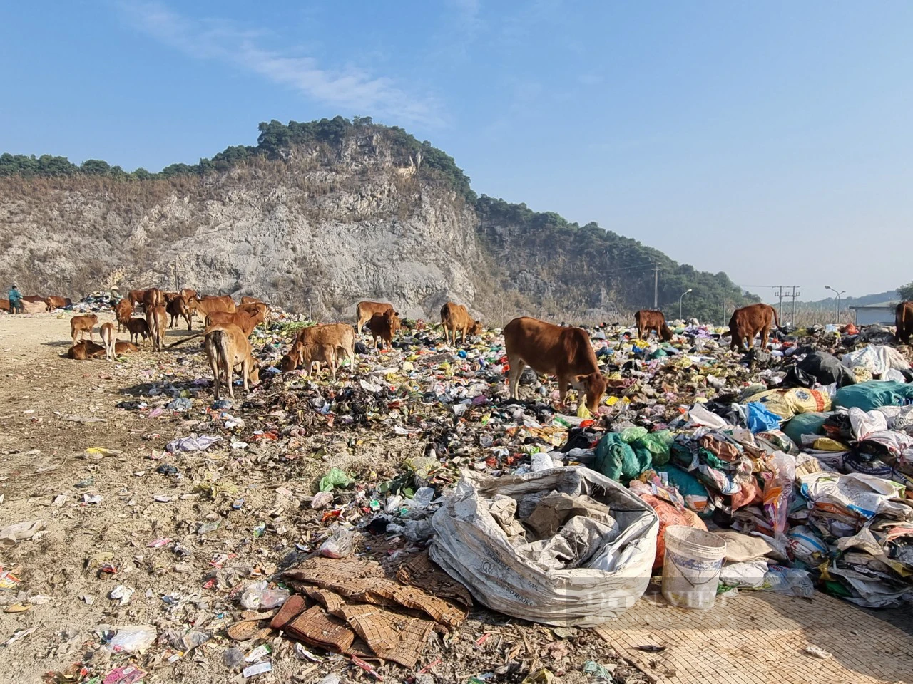 Chuyện lạ Ninh Bình: Hàng chục con bò chăn thả trong bãi rác lớn nhất tỉnh - Ảnh 4.