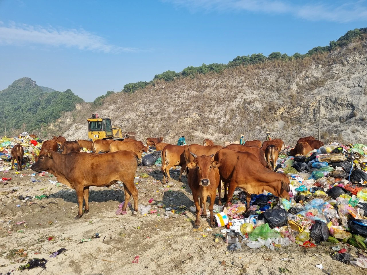 Chuyện lạ Ninh Bình: Hàng chục con bò chăn thả trong bãi rác lớn nhất tỉnh - Ảnh 5.