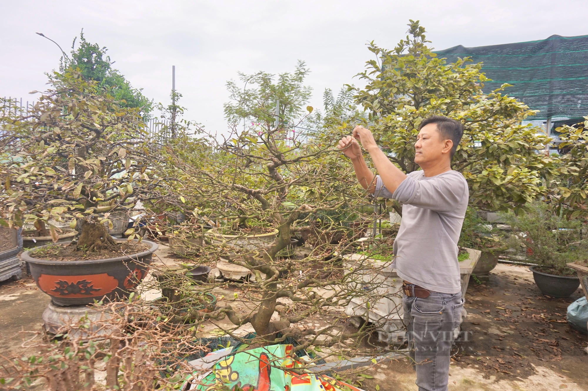 Tất bật “thay áo” cho cây mai, nông dân Đà Nẵng kỳ vọng điều gì trong dịp Tết Nguyên đán 2024? - Ảnh 8.