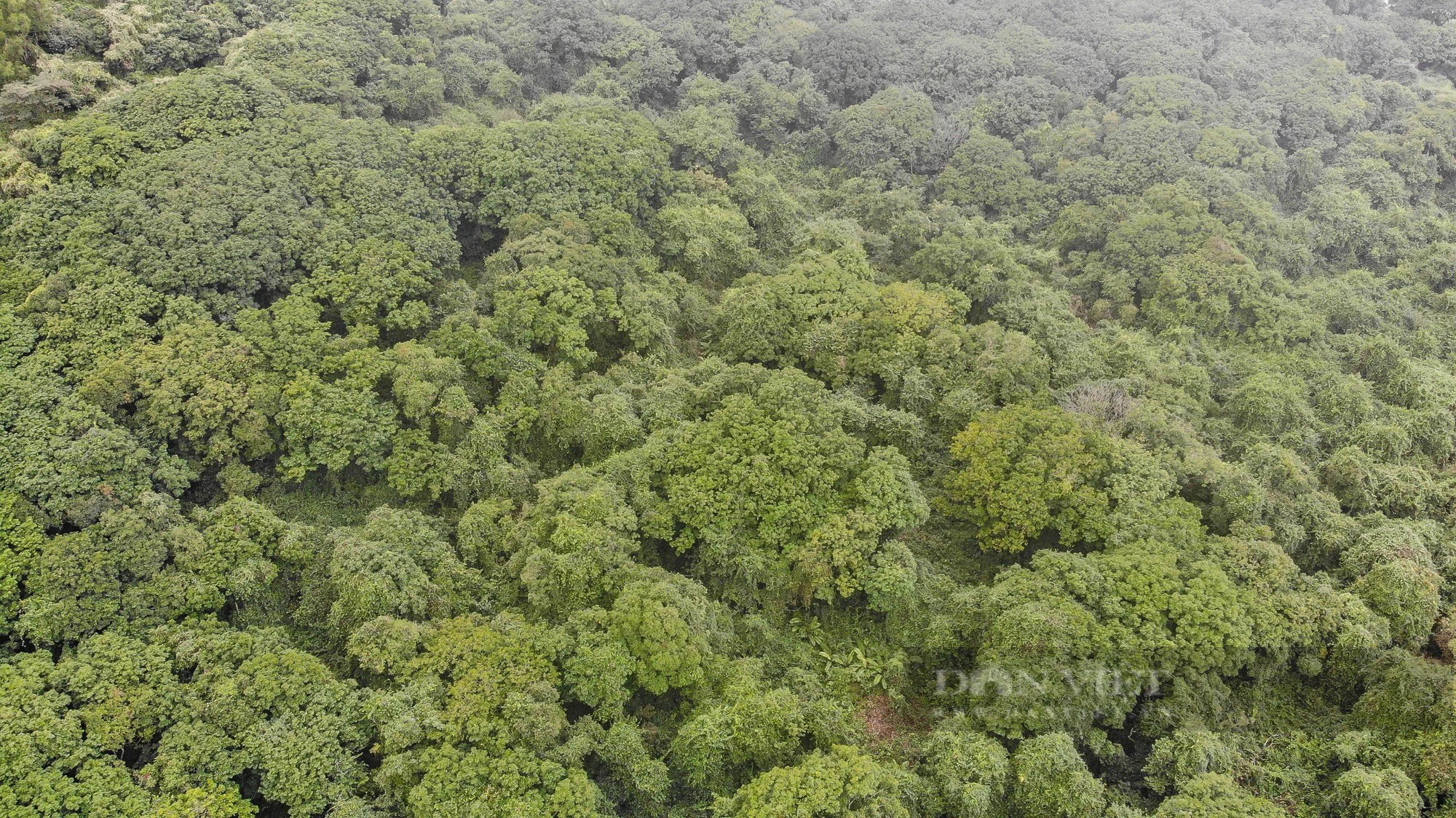 Khám phá rừng sến Tam Quy lớn nhất Đông Nam Á  - Ảnh 1.