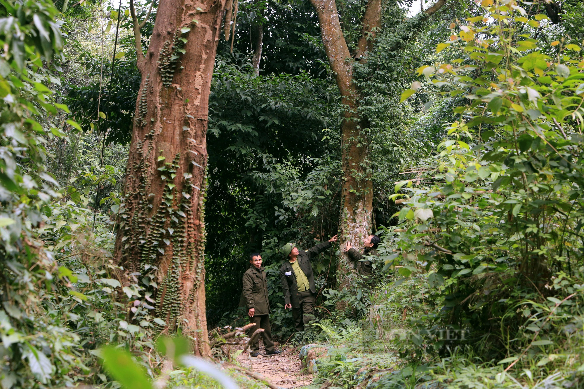 Khám phá rừng sến Tam Quy lớn nhất Đông Nam Á  - Ảnh 2.