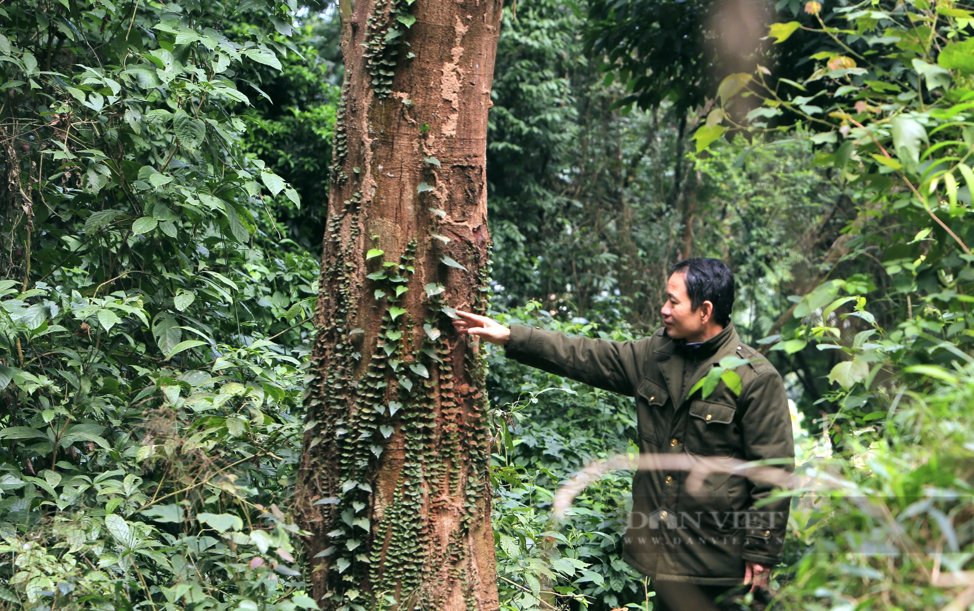 Khám phá rừng sến Tam Quy lớn nhất Đông Nam Á  - Ảnh 3.