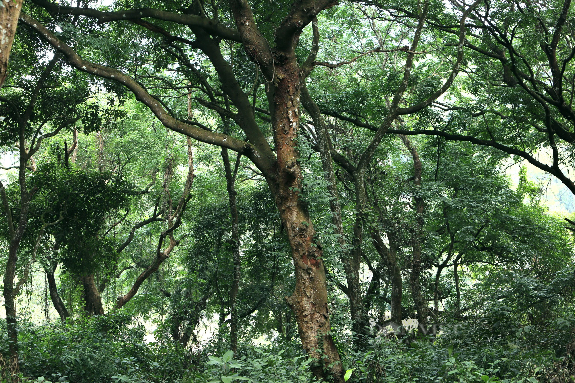Khám phá rừng sến Tam Quy lớn nhất Đông Nam Á  - Ảnh 6.