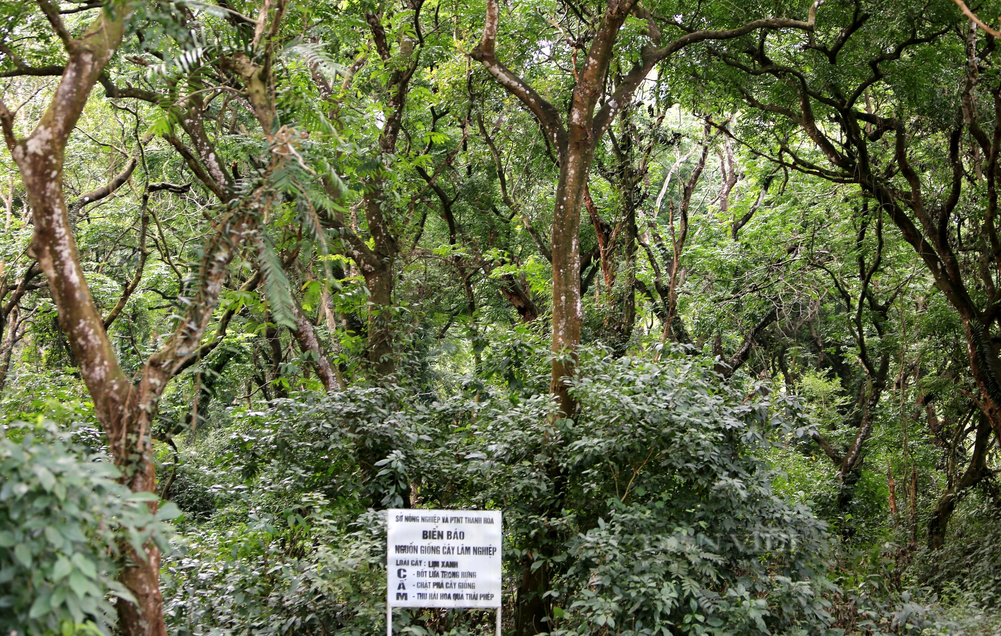 Khám phá rừng sến Tam Quy lớn nhất Đông Nam Á  - Ảnh 9.