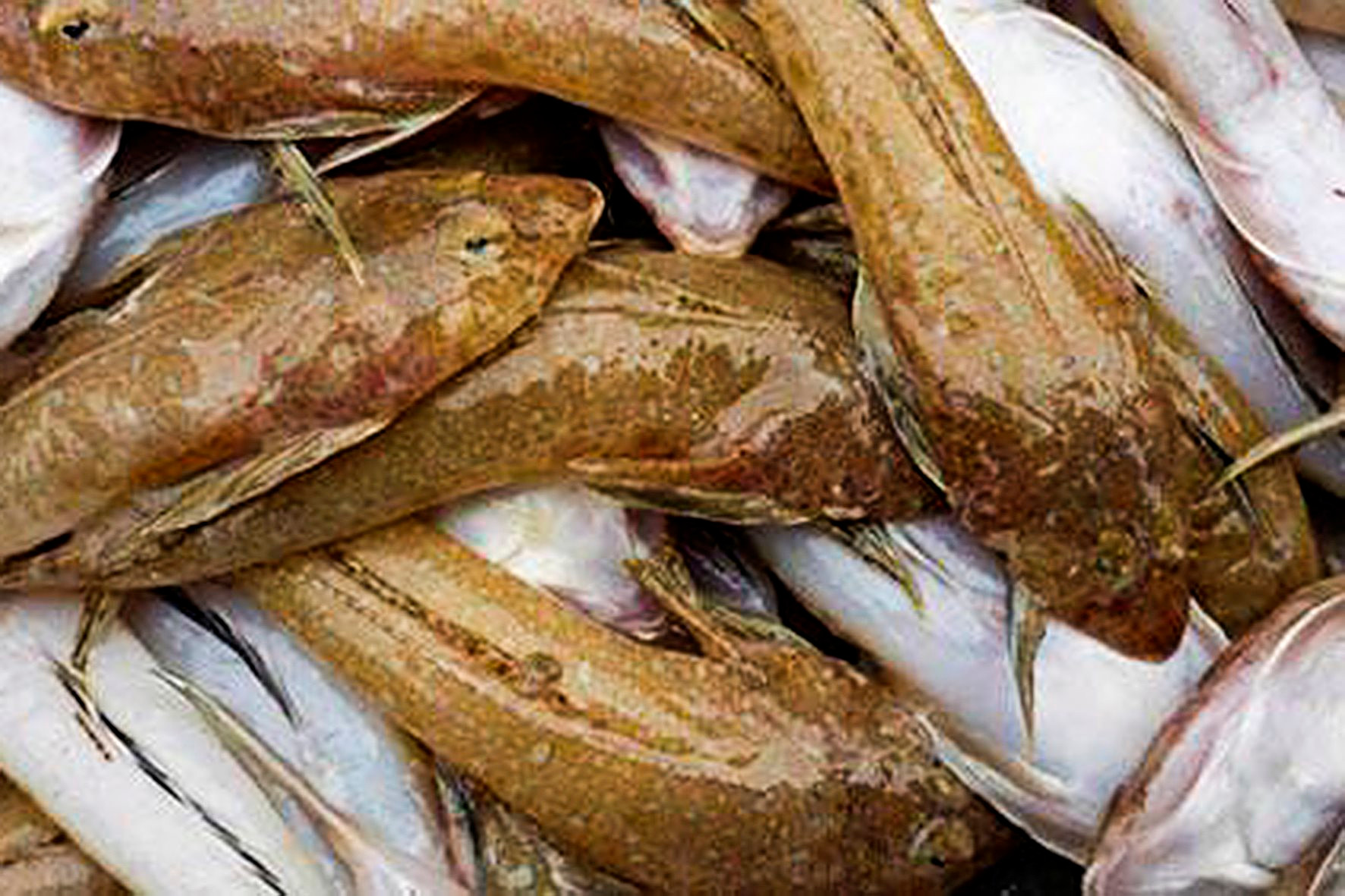 Bờ biển hơn 5km ở Bình Thuận còn hoang sơ thế này đây, có loài cá chai nhìn lạ, ăn giàu vitamin D - Ảnh 2.