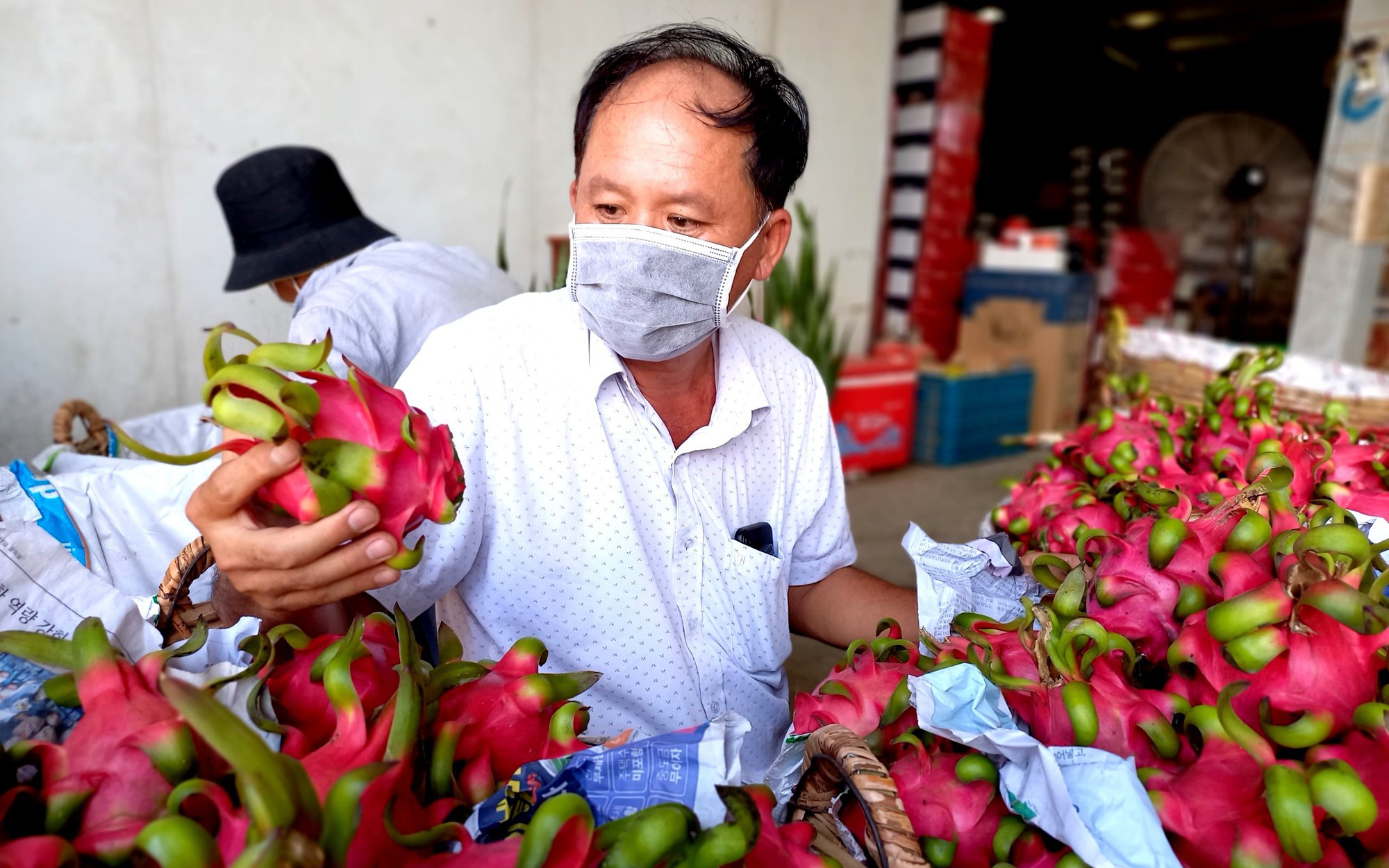 Niềm tin tưởng vào Hội NDVN khóa VIII của một giám đốc HTX trồng thanh long xuất khẩu ở Long An 