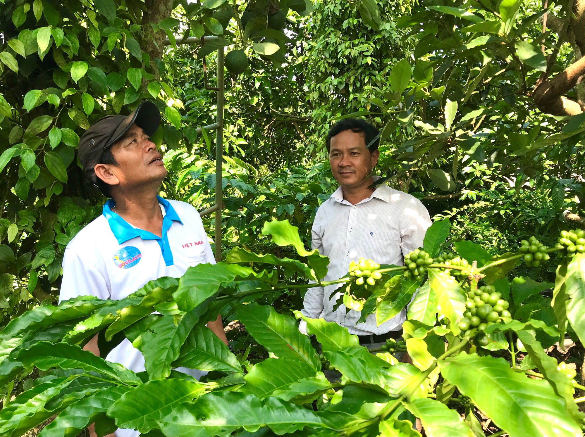 Nông nghiệp Đắk Lắk khẳng định vai trò trụ cột cho tăng trưởng kinh tế - Ảnh 7.