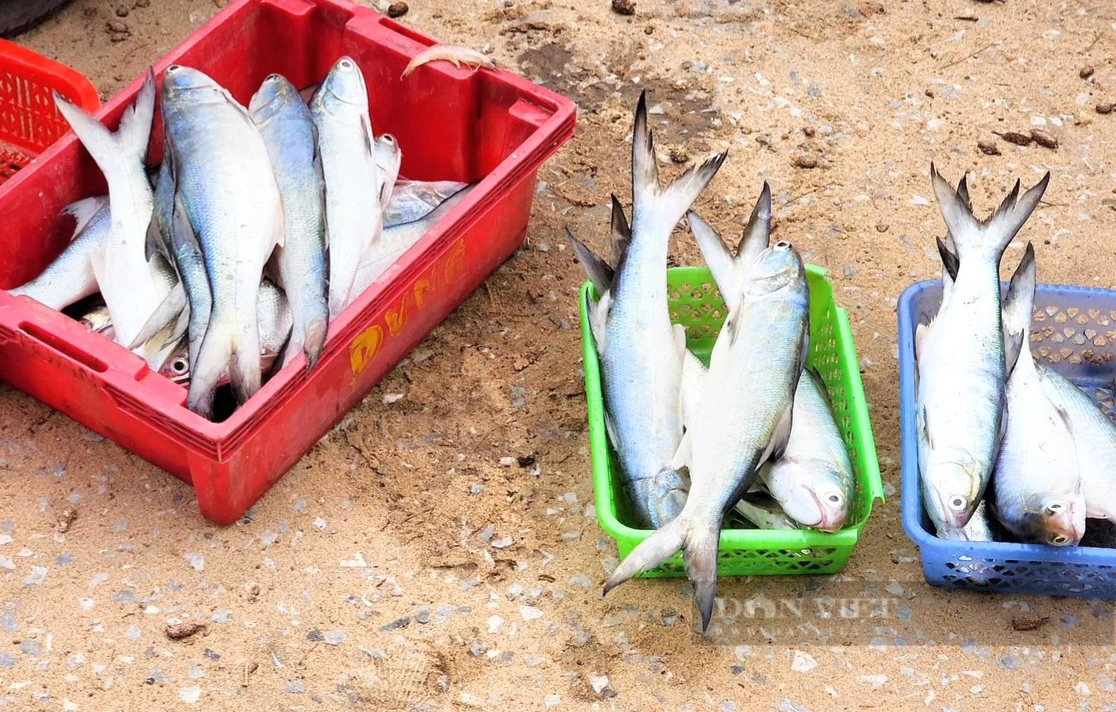 Ngư dân Quảng Bình ra khơi trúng đậm cá ngứa, 1kg bán giá gần 700.000 đồng- Ảnh 3.