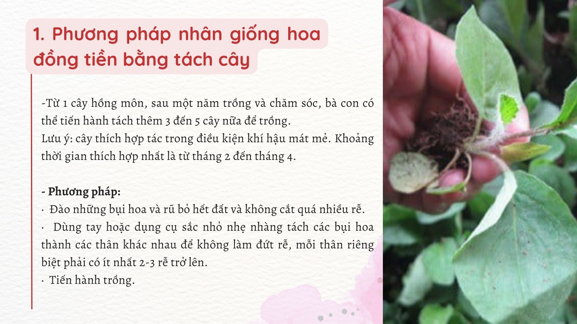 SỔ TAY NHÀ NÔNG: Các phương pháp nhân giống hoa đồng tiền phổ biến - Ảnh 1.