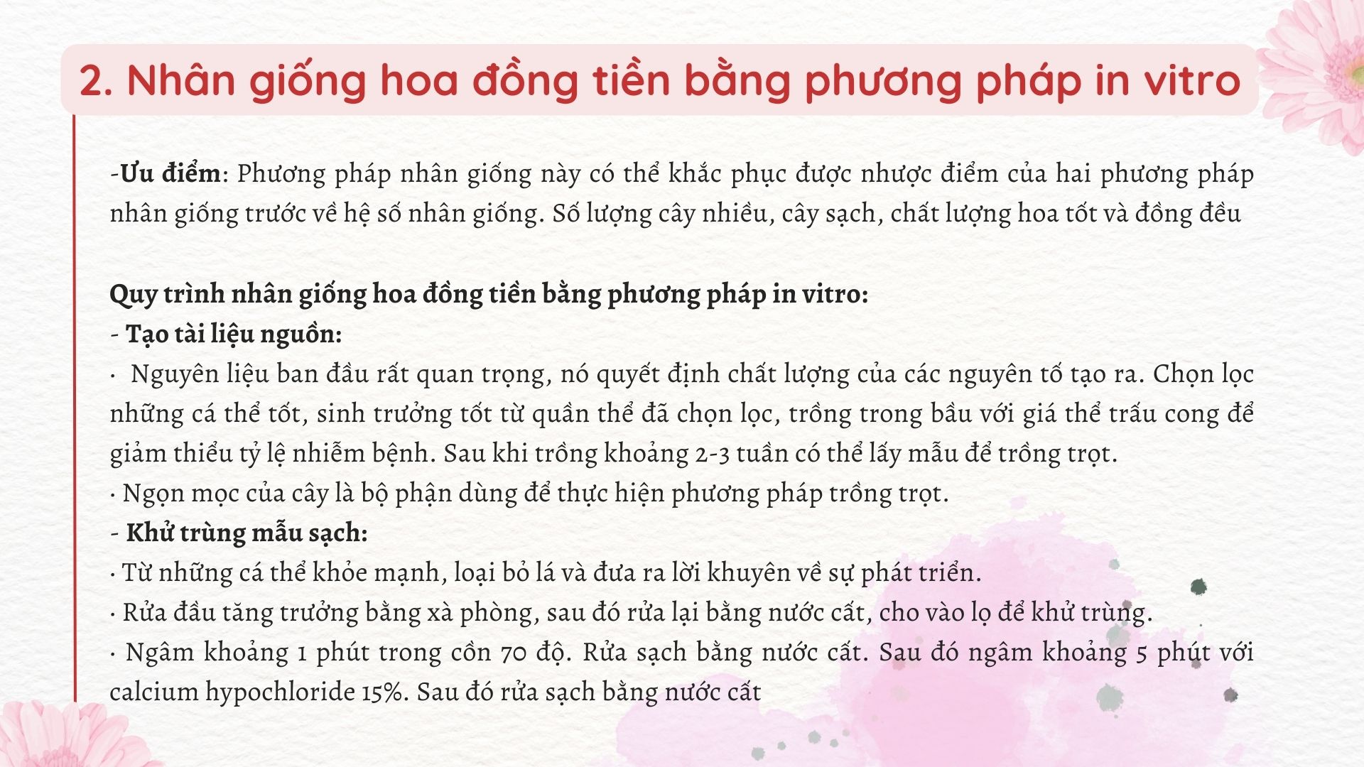 SỔ TAY NHÀ NÔNG: Các phương pháp nhân giống hoa đồng tiền phổ biến - Ảnh 2.