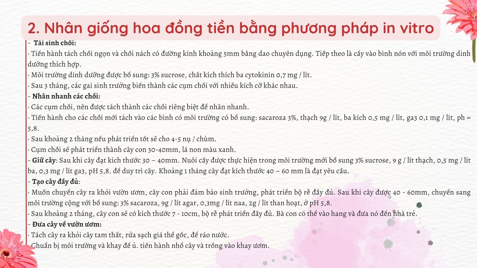 SỔ TAY NHÀ NÔNG: Các phương pháp nhân giống hoa đồng tiền phổ biến - Ảnh 3.