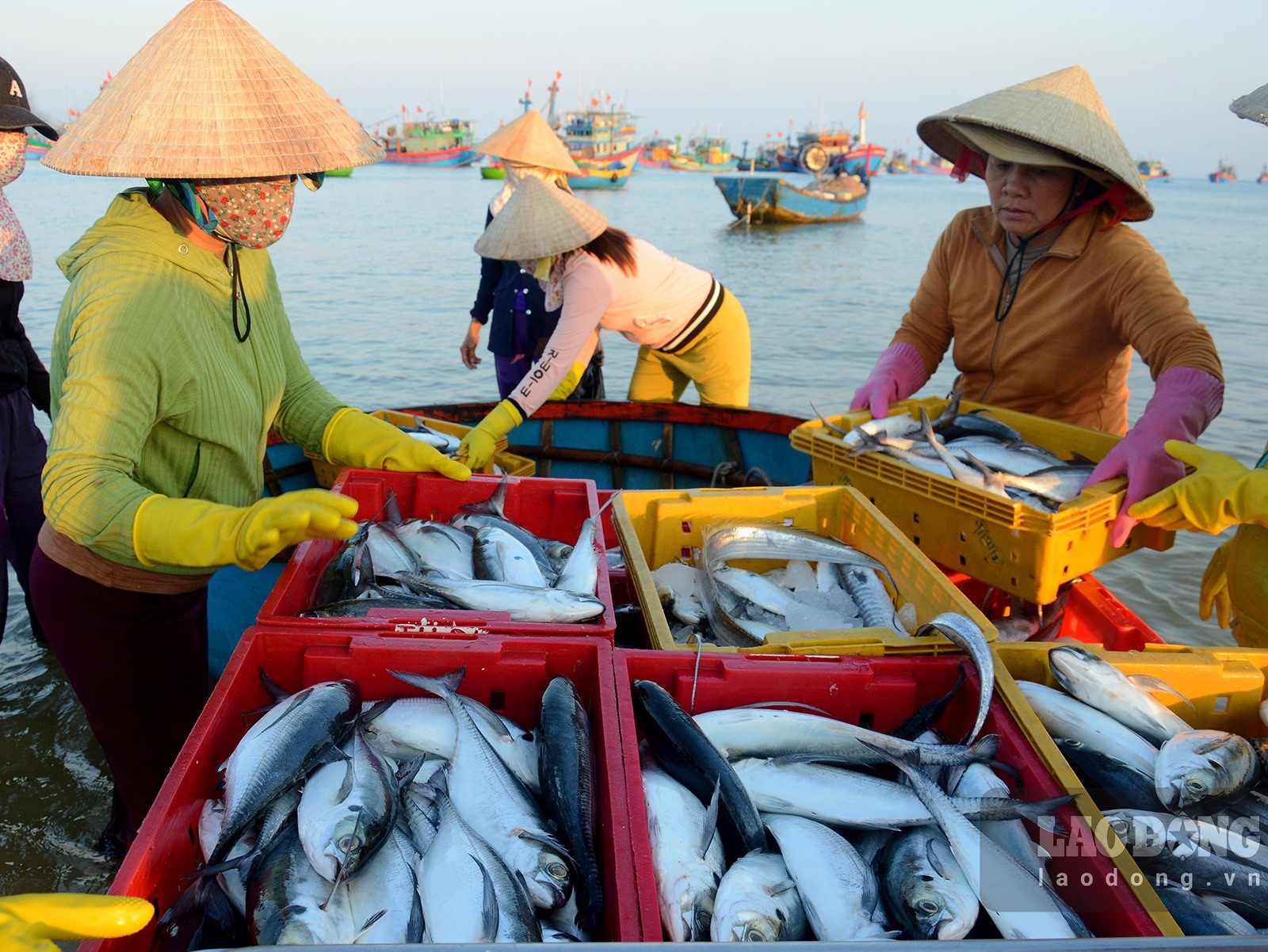 Chợ làng biển ở Quảng Ngãi, trên trời ánh bình minh, dưới tấp nập người mua bán, toàn thấy cá là cá - Ảnh 4.