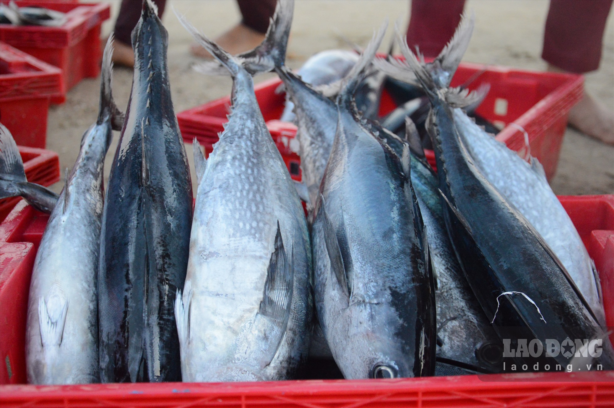 Chợ làng biển ở Quảng Ngãi, trên trời ánh bình minh, dưới tấp nập người mua bán, toàn thấy cá là cá - Ảnh 6.