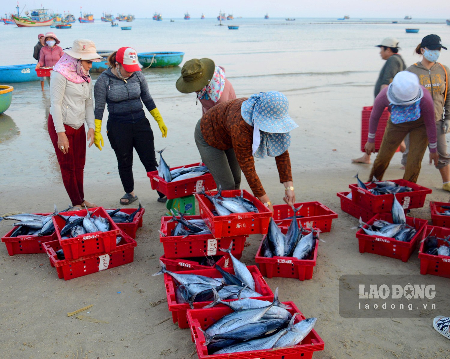 Chợ làng biển ở Quảng Ngãi, trên trời ánh bình minh, dưới tấp nập người mua bán, toàn thấy cá là cá - Ảnh 5.