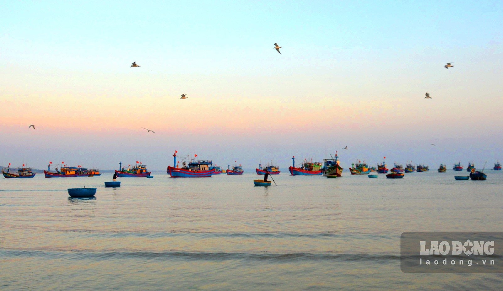 Chợ làng biển ở Quảng Ngãi, trên trời ánh bình minh, dưới tấp nập người mua bán, toàn thấy cá là cá - Ảnh 13.