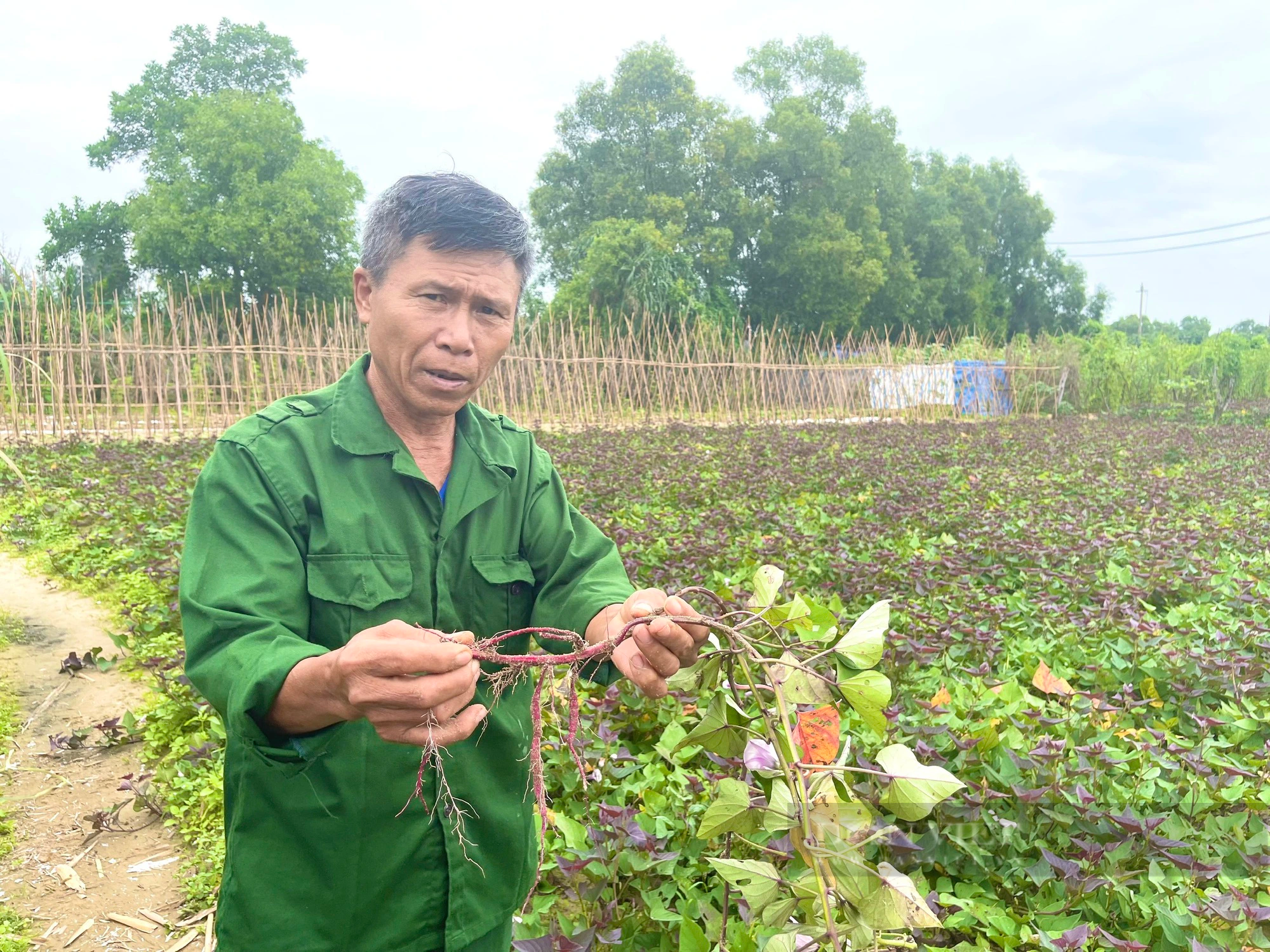 Quảng Bình: Mưa lớn khiến khoai lang tím của nông dân xã này ngập trong nước, thiệt hại nặng - Ảnh 2.