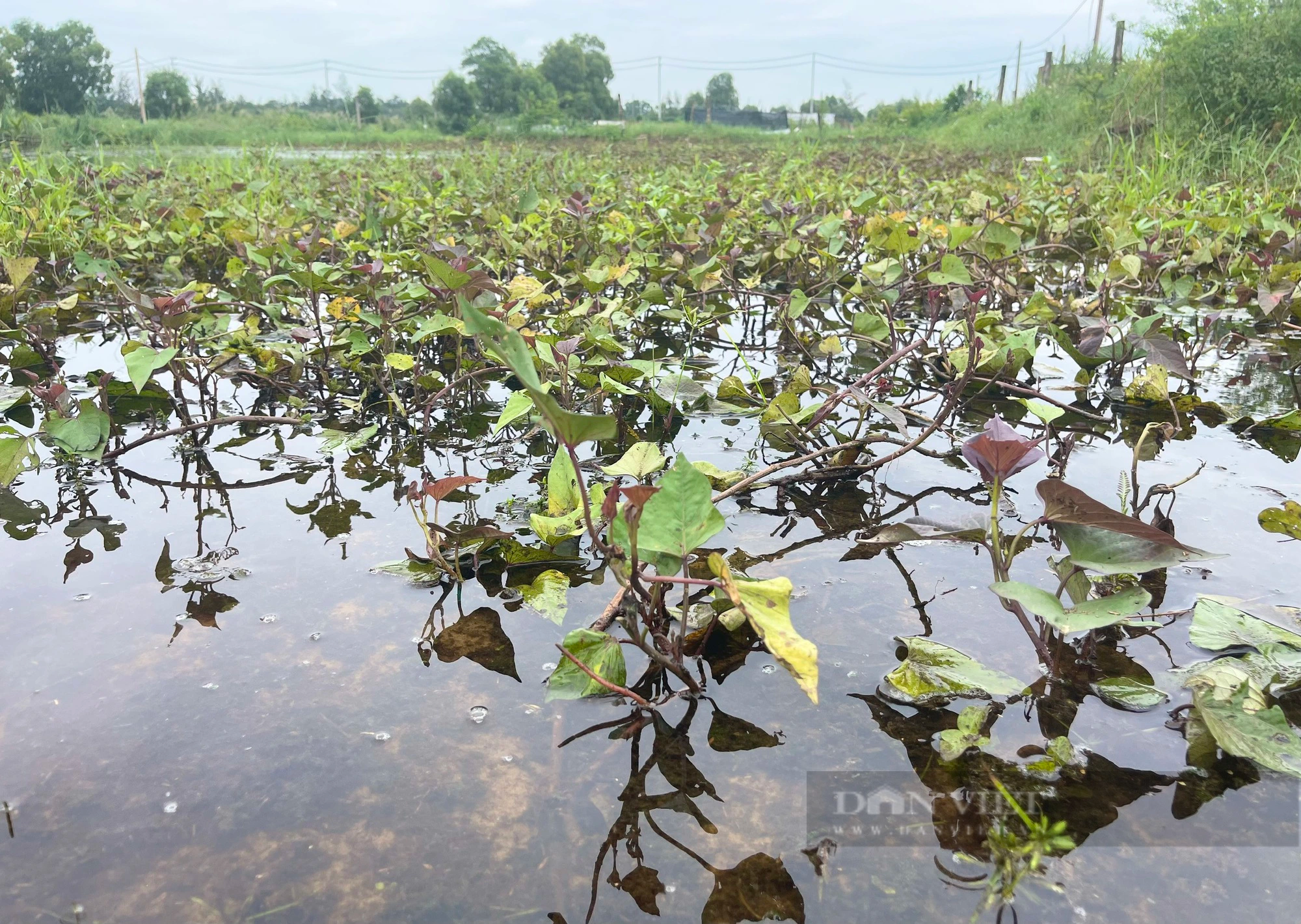Quảng Bình: Mưa lớn khiến khoai lang tím của nông dân xã này ngập trong nước, thiệt hại nặng - Ảnh 4.