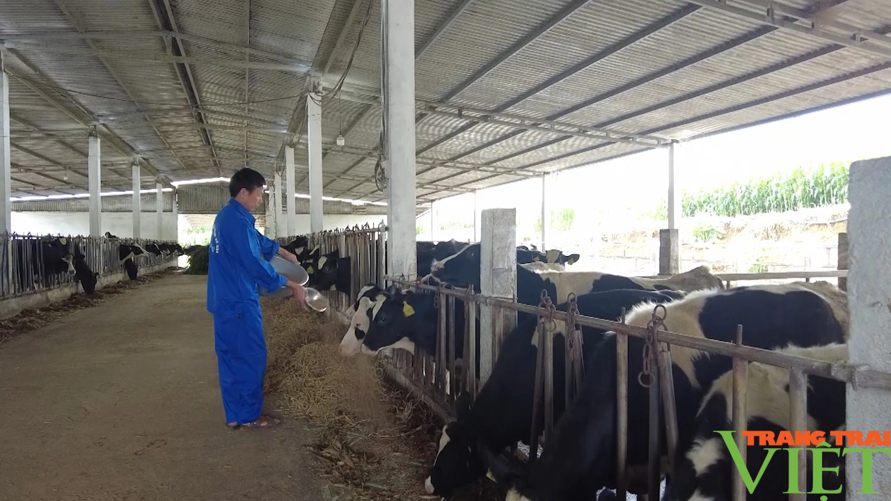 Nông dân Mộc Châu hưởng lợi từ liên kết 4 nhà trong sản xuất sữa - Ảnh 2.