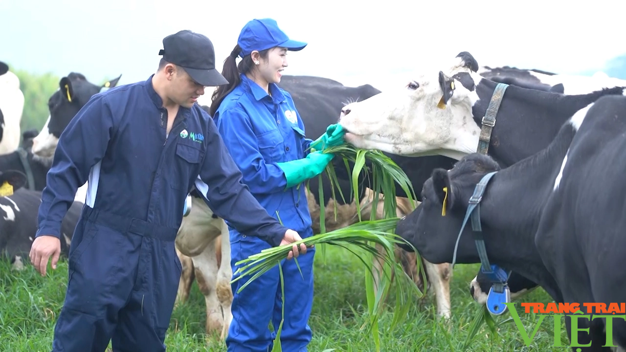 Nông dân Mộc Châu hưởng lợi từ liên kết 4 nhà trong sản xuất sữa - Ảnh 3.