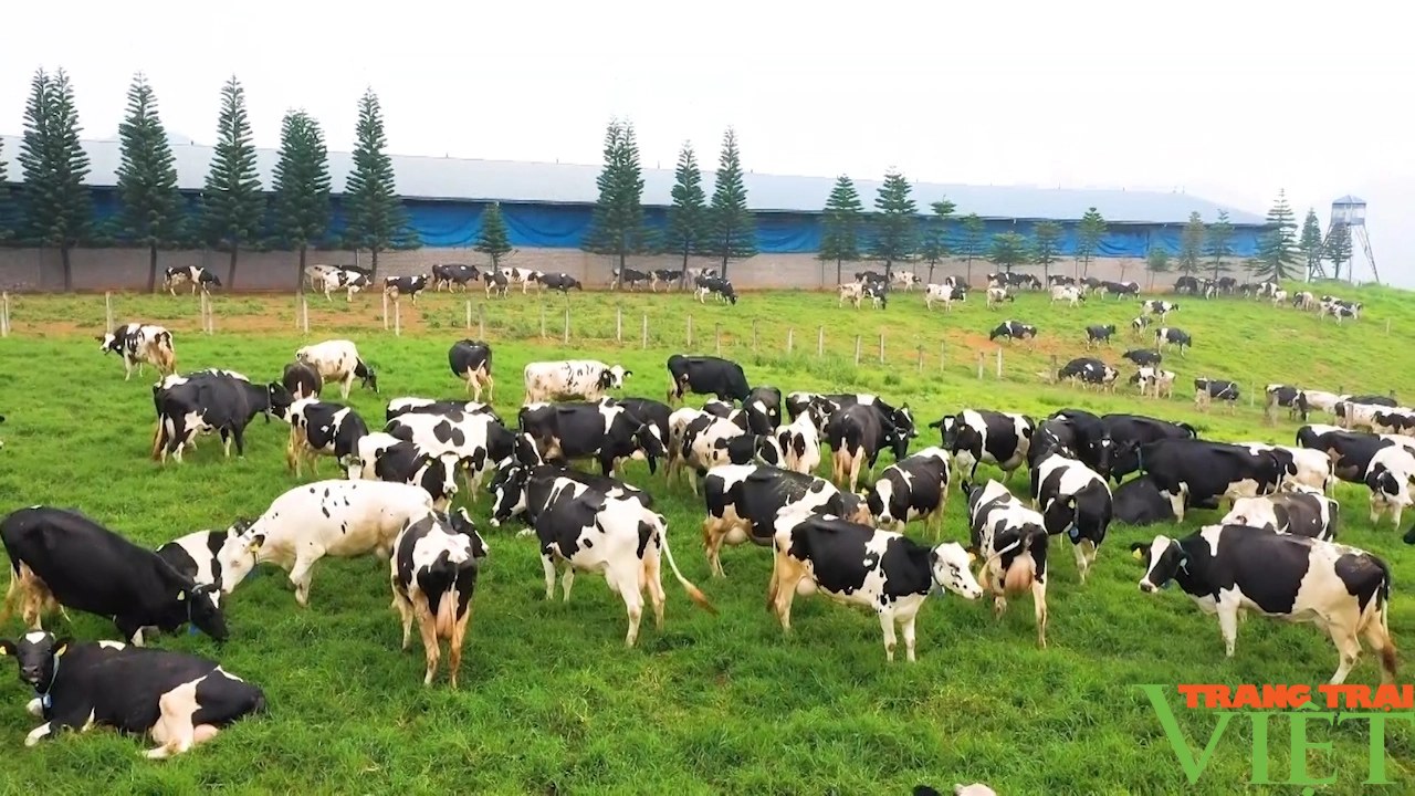 Nông dân Mộc Châu hưởng lợi từ liên kết 4 nhà trong sản xuất sữa - Ảnh 6.