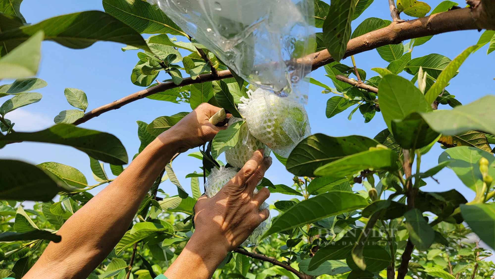 Chuyển đổi sang trồng ổi lê ngọt thơm, nông dân Đồng Cẩm ở Hải Dương vừa đỡ vất vả lại thu nhập cao - Ảnh 7.