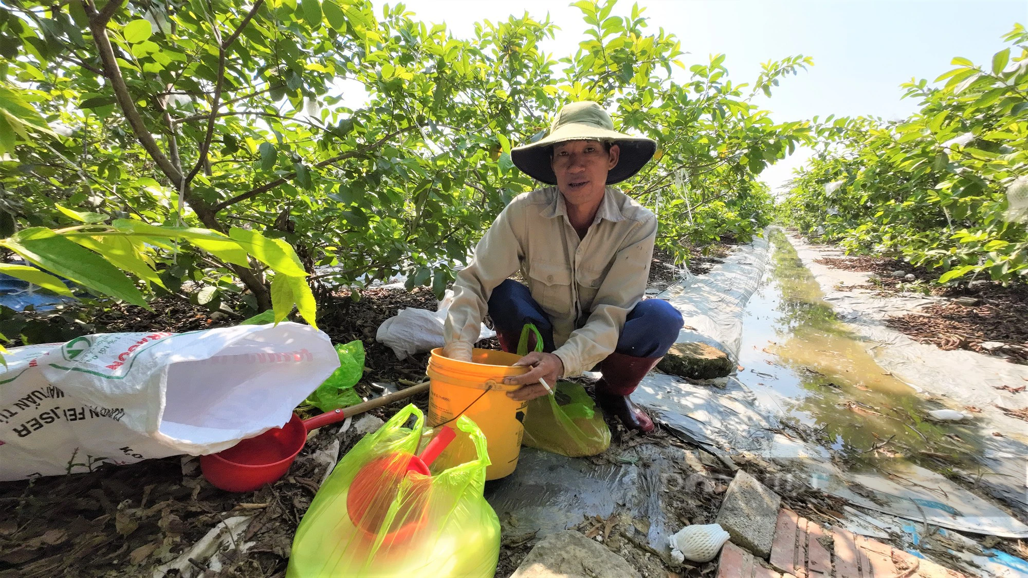 Chuyển đổi sang trồng ổi lê ngọt thơm, nông dân Đồng Cẩm ở Hải Dương vừa đỡ vất vả lại thu nhập cao - Ảnh 6.